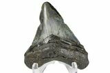 Juvenile Megalodon Tooth - North Carolina #172660-2